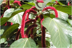 Acalypha hispida